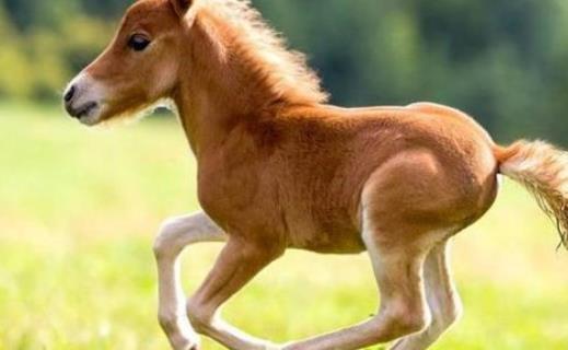 世界上最小的驢 僅高60厘米比2歲小孩還矮