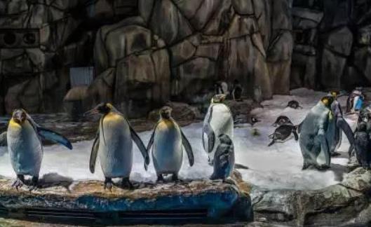 世界最大室內海洋展館 永泰海洋極地世界占地面積近200畝