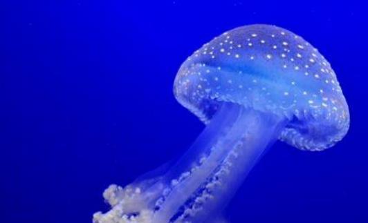 中國最大水母館 感受天津海昌極地海洋公園 夢幻水母世界