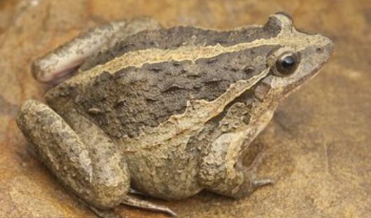 世界適應性最強的兩棲動物 蟾蜍可以生活在海拔8000米的高山