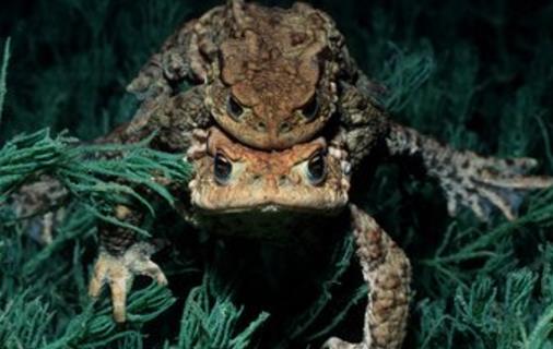 世界適應性最強的兩棲動物 蟾蜍可以生活在海拔8000米的高山