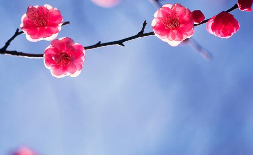 世界壽命最長的梅花 黃梅縣的晉代梅花