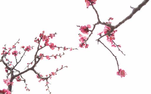 世界壽命最長的梅花 黃梅縣的晉代梅花