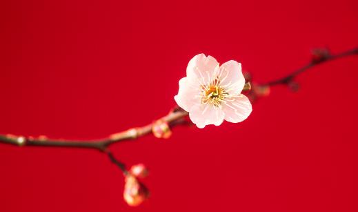 世界壽命最長的梅花 黃梅縣的晉代梅花
