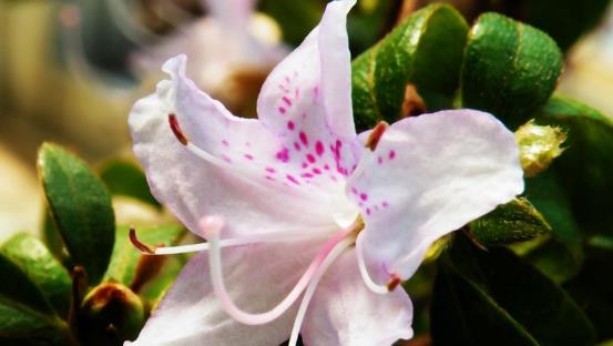 世界最大的杜鵑花樹 騰沖杜鵑花樹高5-10米