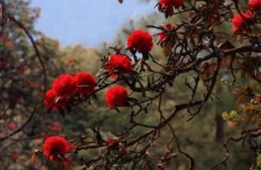 世界最大的杜鵑花樹 騰沖杜鵑花樹高5-10米
