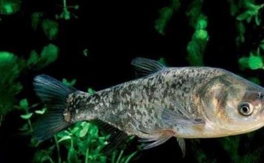 世界最早的養魚專著 《養魚經》此書距今已2500年