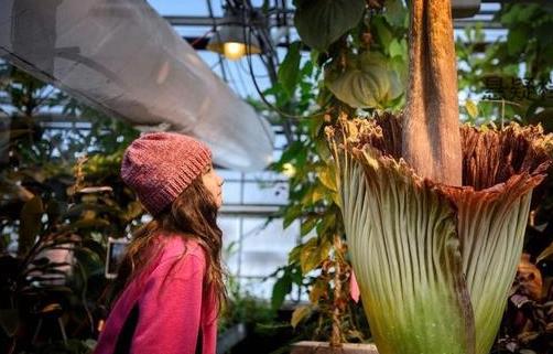 世界上最臭的花 尸香魔芋臭到800米外