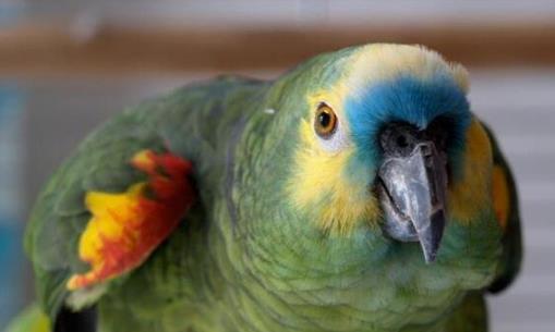 世界上壽命最長的鳥 亞馬遜鸚鵡詹米活了104歲