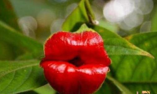 世界上最性感的花 嘴唇花似美女烈焰紅唇