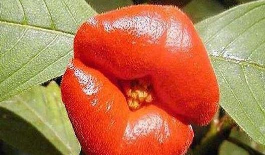 世界上最性感的花 嘴唇花似美女烈焰紅唇