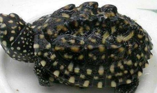 世界上最小的烏龜 羅蒂島蛇頸龜長度只有2cm