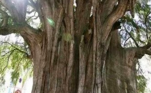 世界上最粗的樹是什么樹 百騎大栗樹直徑17.5米 周長55米