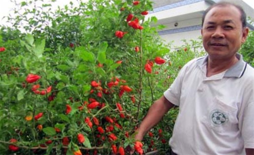 世界上最貴的辣椒 一公斤“Aji Charapita”高達35000美刀