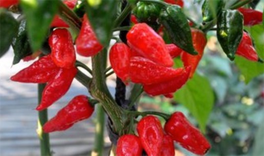 世界上最貴的辣椒 一公斤“Aji Charapita”高達35000美刀