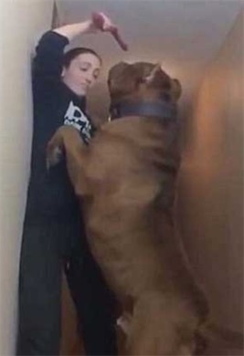 世界最大斗牛犬 身材魁梧的“浩克”重達79公斤