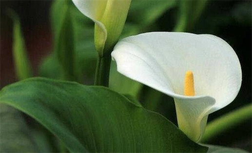 最好養(yǎng)的室內(nèi)大型盆栽 白鶴芋非常耐陰