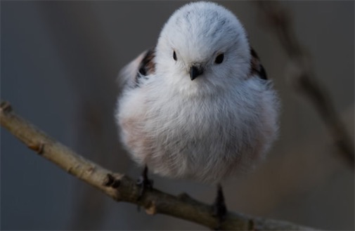 世界上最萌的鳥 銀喉長尾山雀好似糯米團子