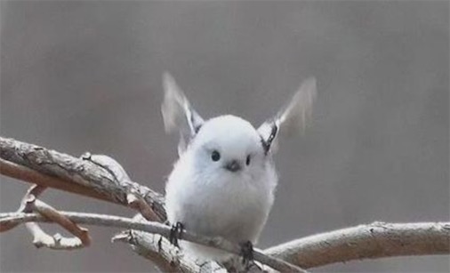 世界上最萌的鳥 銀喉長尾山雀好似糯米團子