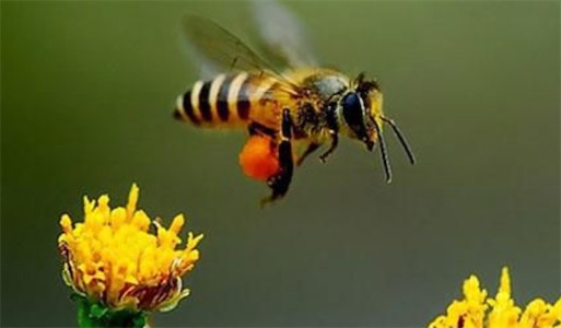世界上最大的馬蜂 日本大黃蜂體長4厘米