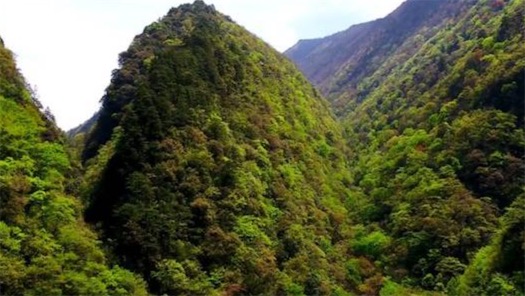 重慶市的最高點 陰條嶺海拔2886米