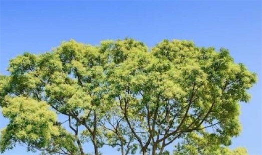 世界上最不怕火燒的樹木 梓柯樹遇火會噴射液體