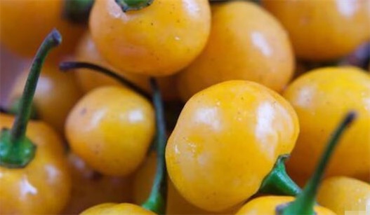 世界上最貴的辣椒 一公斤“Aji Charapita”高達35000美刀