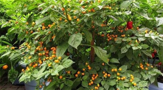 世界上最貴的辣椒 一公斤“Aji Charapita”高達35000美刀