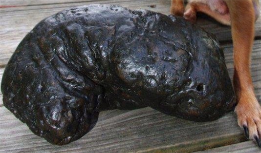 世界上保存最久的糞便 來自12000年前的糞化石