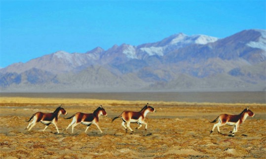 中國受保護面積最大的高原 阿爾金山國家級自然保護區45000平方公里