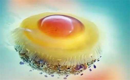 世界上最可愛的水母 蛋黃水母形似一顆水中荷包蛋