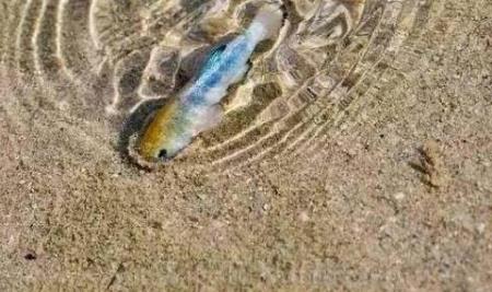 世界上最離奇沙漠 拉克伊斯馬拉赫賽斯沙漠遍地是湖泊魚蝦成群結隊