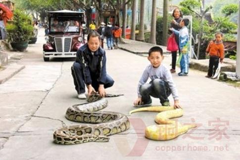 東莞遛蛇哥當街遛兩百斤大蟒蛇(黃金蟒和越南蟒),父子倆遛蟒蛇寵物引人圍觀
