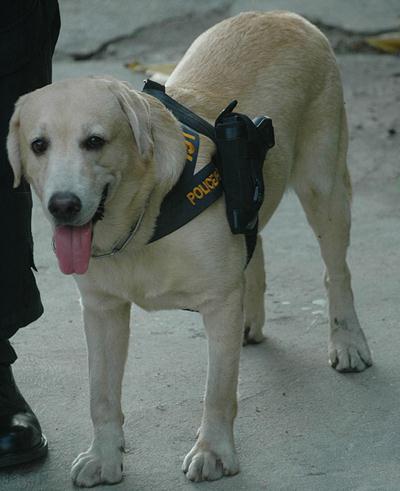 泰國警方為加強攻擊力給警犬配槍，警犬專用手槍肩套(組圖)