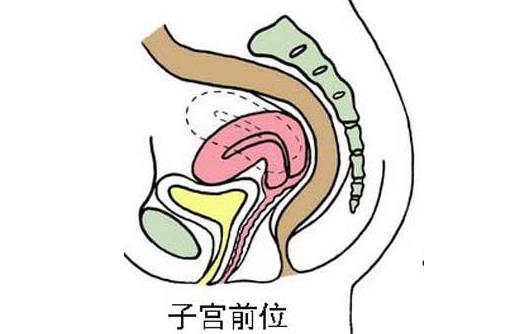 子宮前位容易懷孕嗎 子宮前位和子宮后位的區別