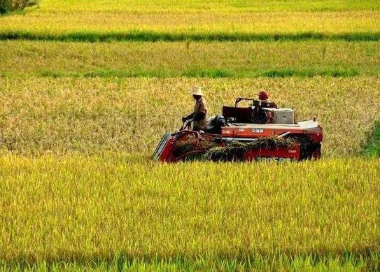 2021年農田補貼在哪個部門去查詢?2021年的土地補貼下來了嗎