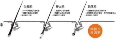 頭發越來越細,越稀怎么辦?脂溢性脫發,雄性脫發,護發仁