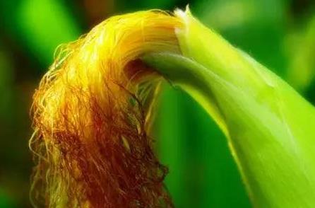 玉米須如何降血糖?玉米須治好了痛風(fēng)是真的嗎?