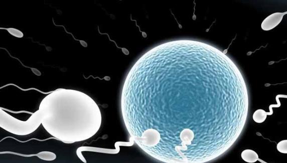 男性如果出現不育十分煩惱 推薦2種治療不育食療方