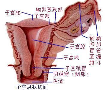 女人的陰道一般有多深真實(shí)圖片說明 女性私處究竟是什么模樣的