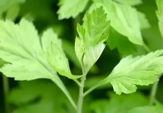 艾草泡腳后有什么排毒反應?經期可以用艾葉泡腳嗎?