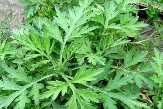 艾草泡腳后有什么排毒反應?經期可以用艾葉泡腳嗎?