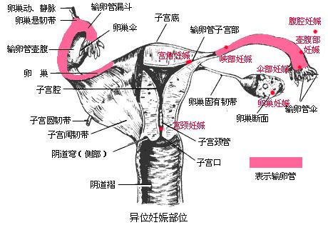 女人陰道是什么樣子的科普圖片 陰部真實構造解剖結構圖