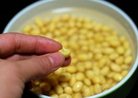 發(fā)芽豆還可以用嗎?發(fā)芽豆打豆?jié){更鮮美