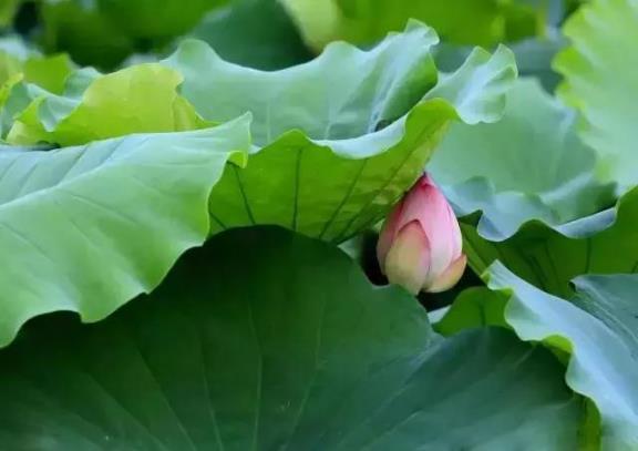 端午節(jié)粽子葉用什么葉子?原來這么多葉子都可以包粽子