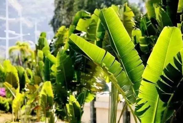 端午節(jié)粽子葉用什么葉子?原來這么多葉子都可以包粽子
