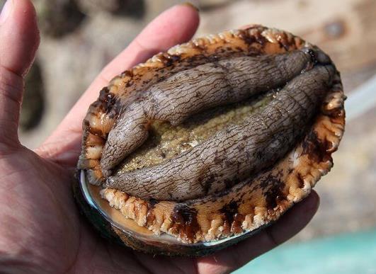 鮑魚發霉點了怎么處理?做鮑魚粥什么時間放鮑魚最好?