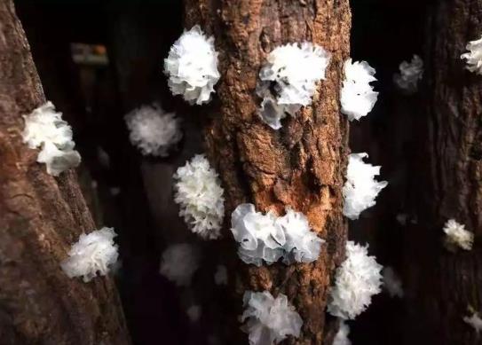 銀耳煮熟后是白色還是透明的?銀耳必須要煮出膠質才好嗎?
