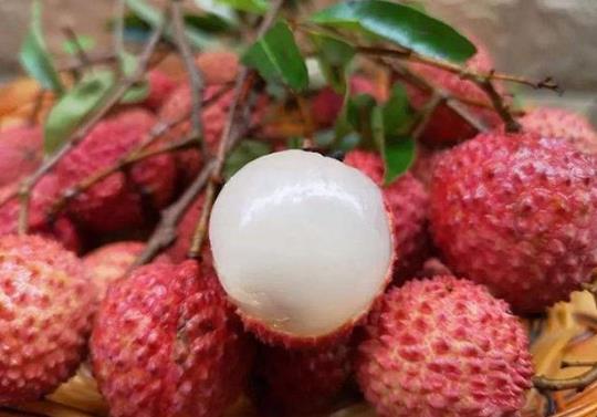 泡荔枝酒可以用塑料瓶泡嗎?泡荔枝酒需要放冰箱冷藏嗎?
