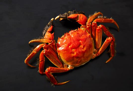 大閘蟹是綁著活得久還是松開活得久?大閘蟹不解繩子怎么洗?
